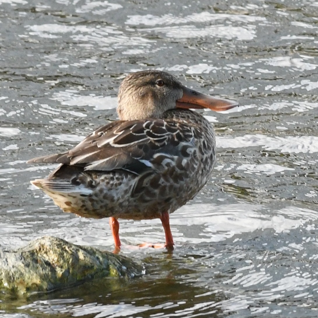 Cuchara Común - ML647883671