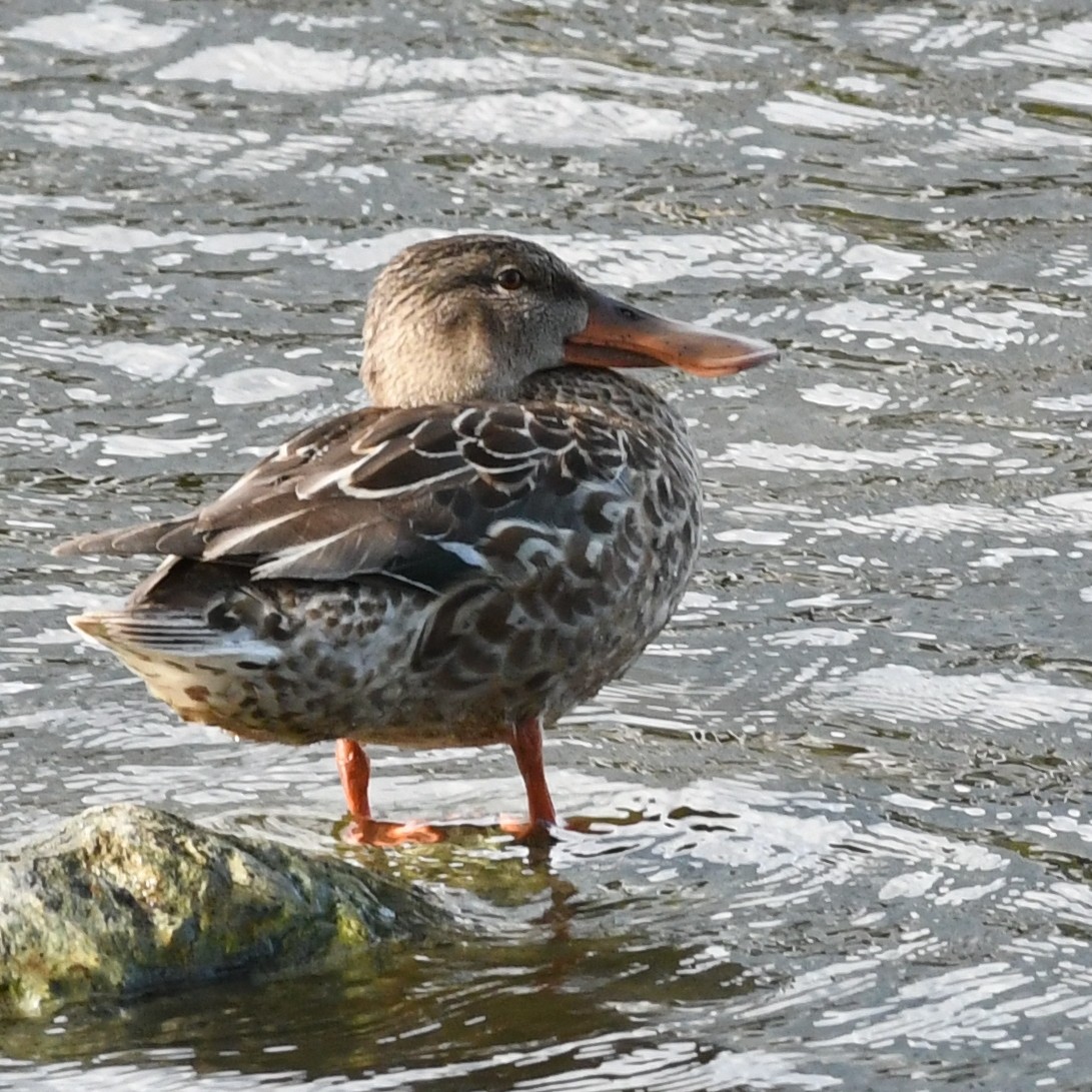 Cuchara Común - ML647883672