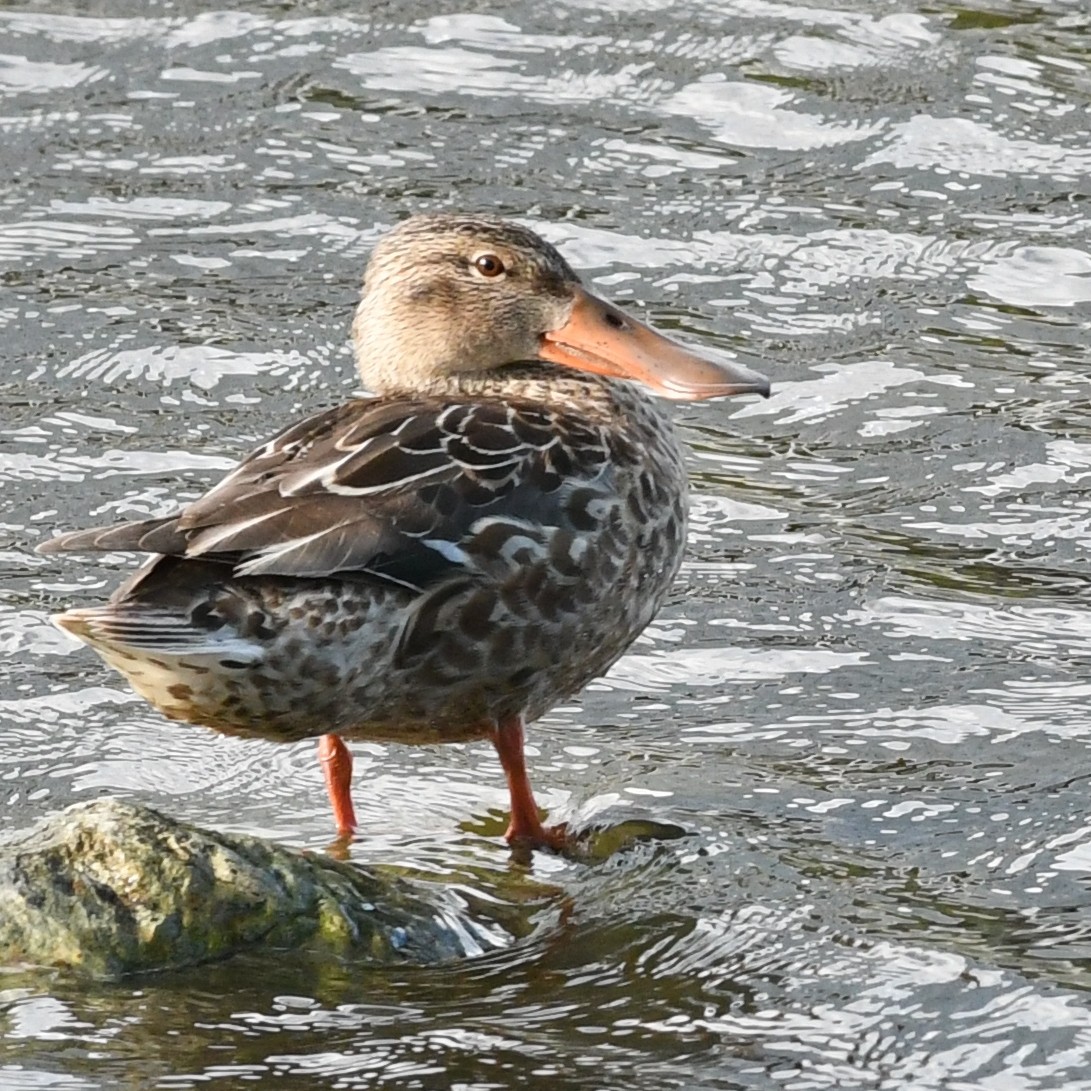 Cuchara Común - ML647883673