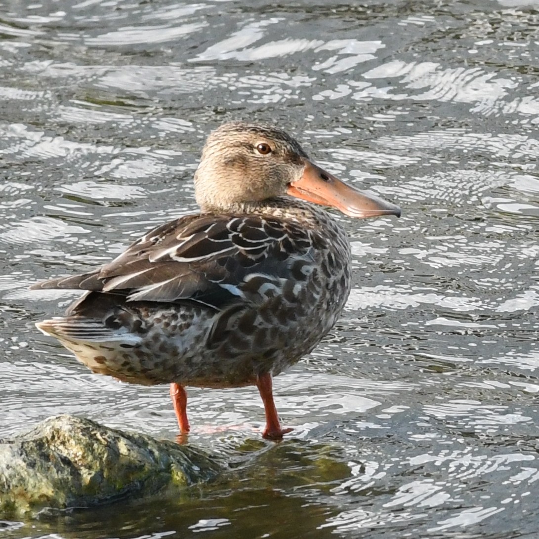 Cuchara Común - ML647883674