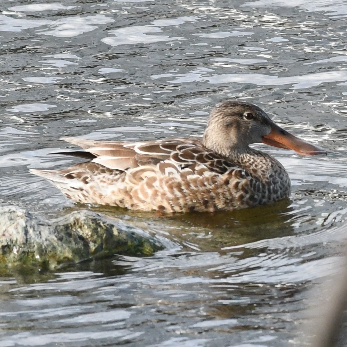 Cuchara Común - ML647883675