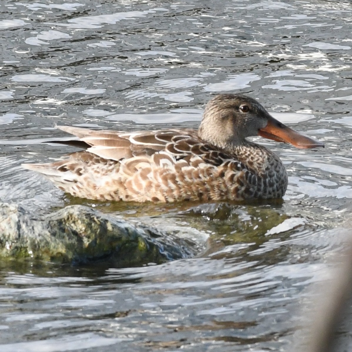 Cuchara Común - ML647883676