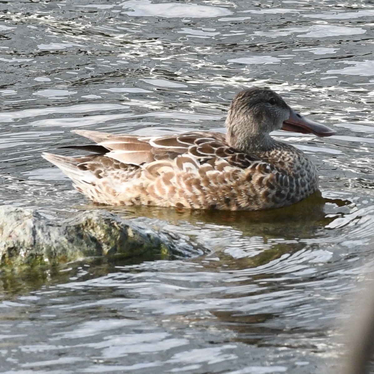 Cuchara Común - ML647883677