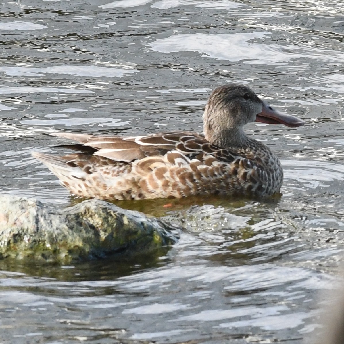 Cuchara Común - ML647883678