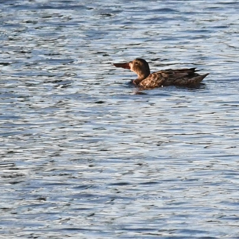 Cuchara Común - ML647883679