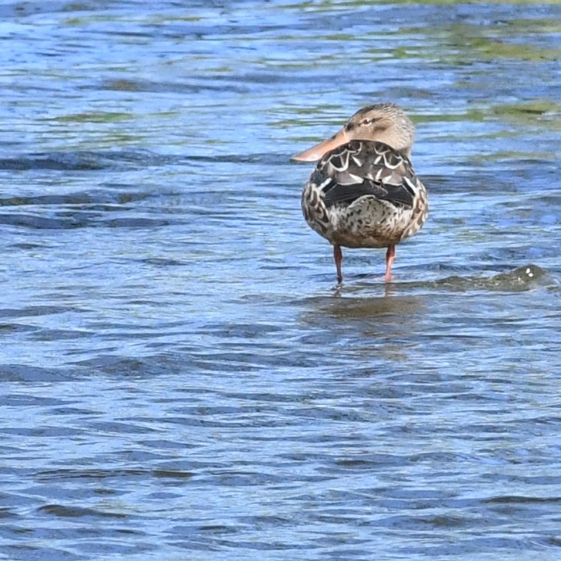 Cuchara Común - ML647883680