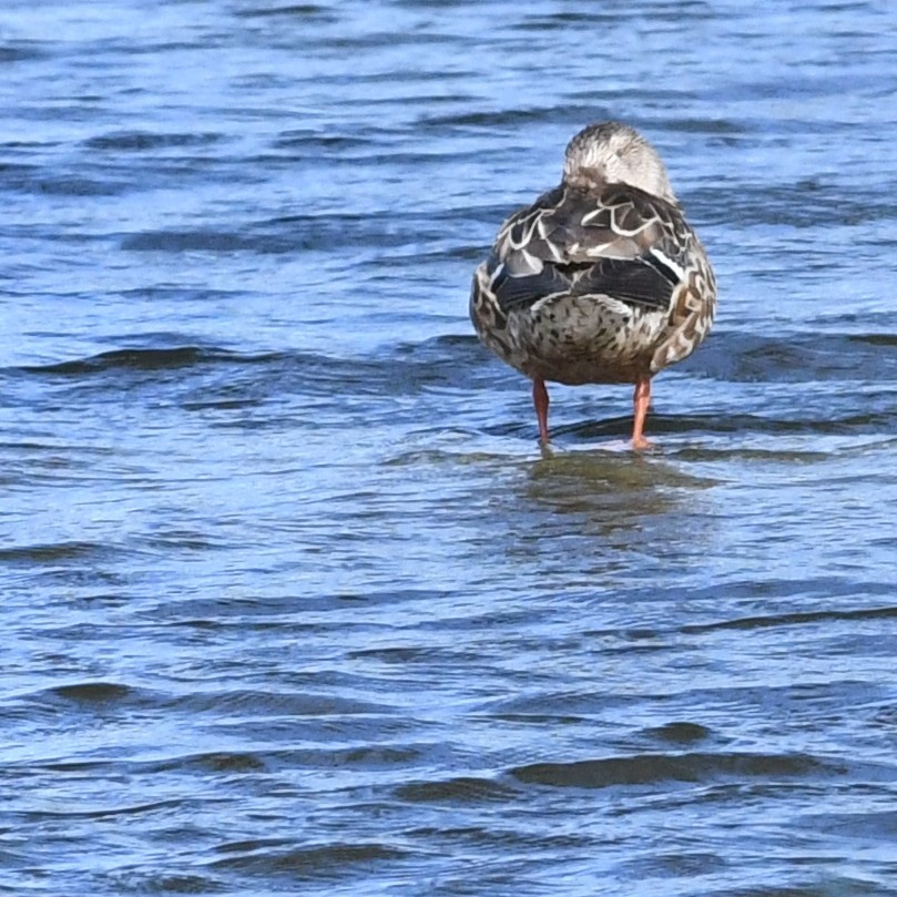 Cuchara Común - ML647883681