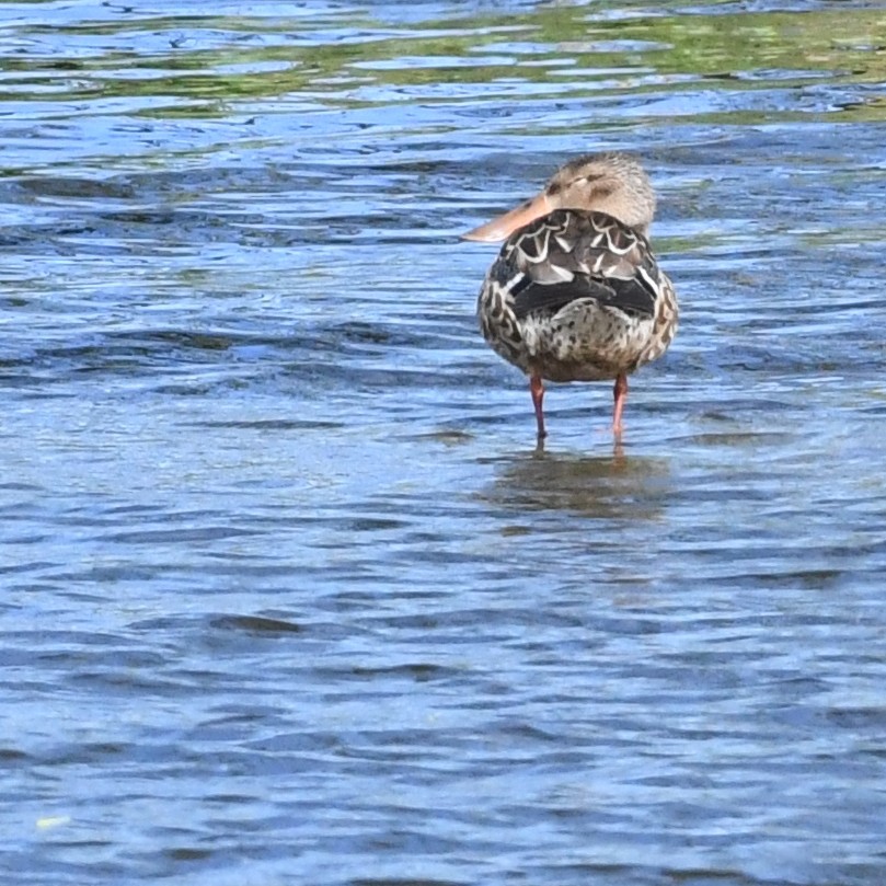 Cuchara Común - ML647883682