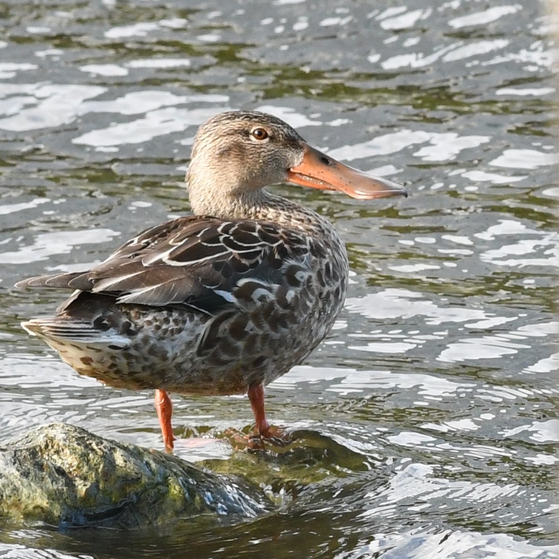 Cuchara Común - ML647883683