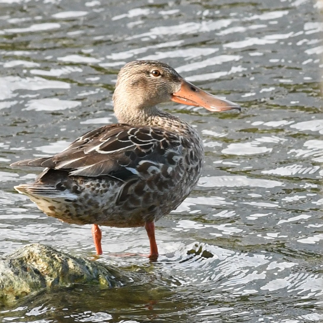 Cuchara Común - ML647883684