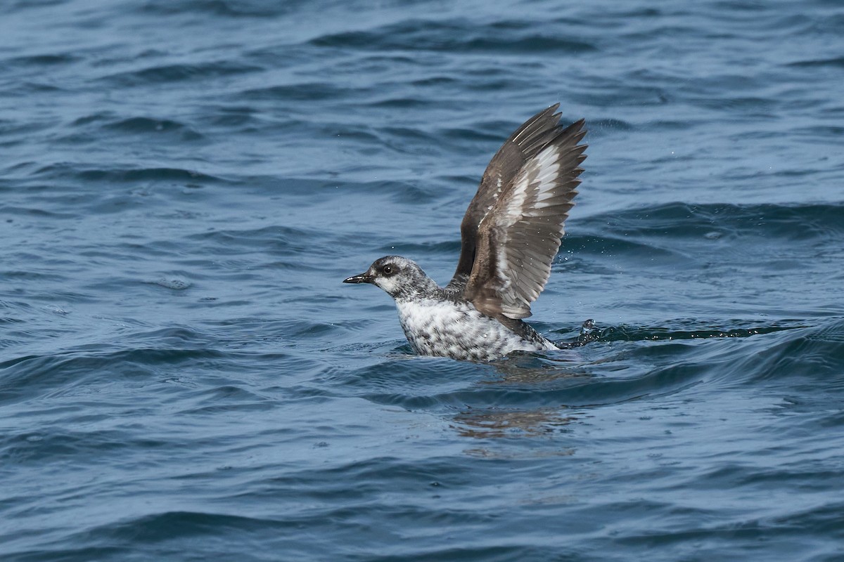 beringteist (snowi) - ML647883689