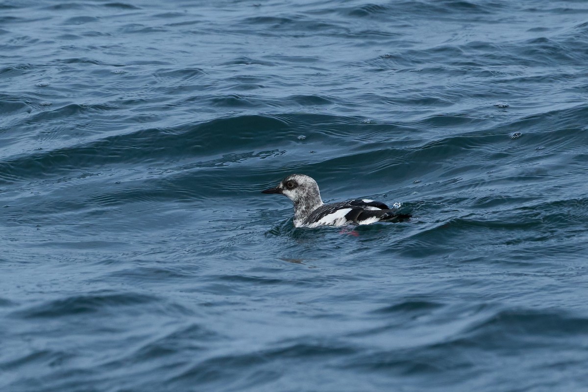 beringteist (snowi) - ML647883690