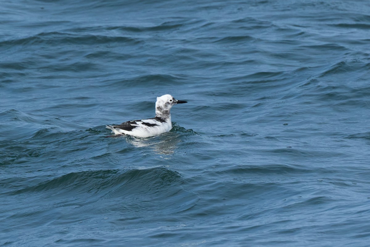 beringteist (snowi) - ML647883691