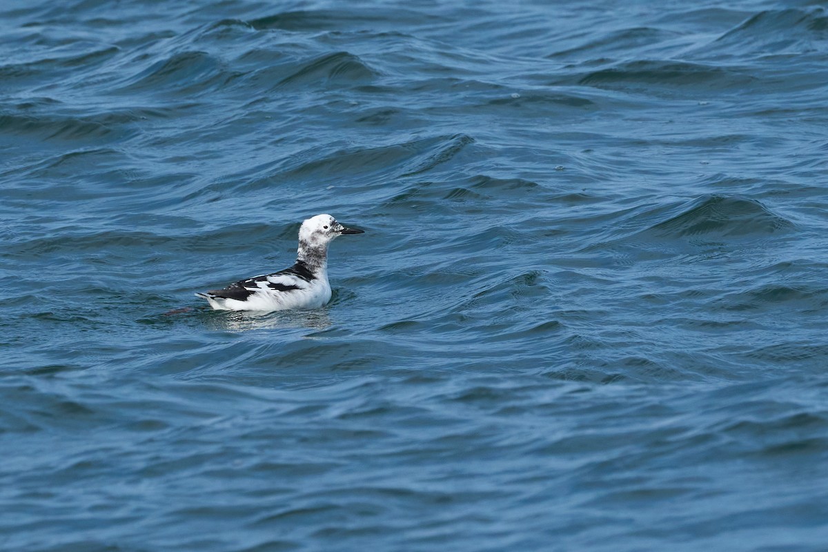 beringteist (snowi) - ML647883692