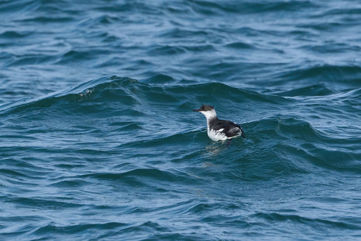 beringteist (snowi) - ML647883693