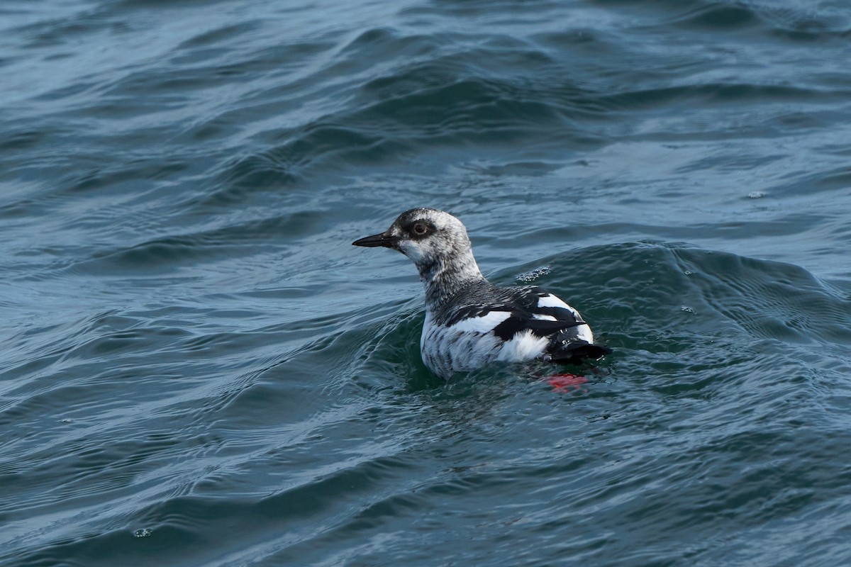 beringteist (snowi) - ML647883694