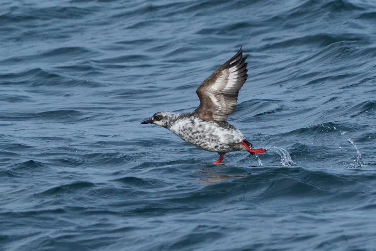 beringteist (snowi) - ML647883695