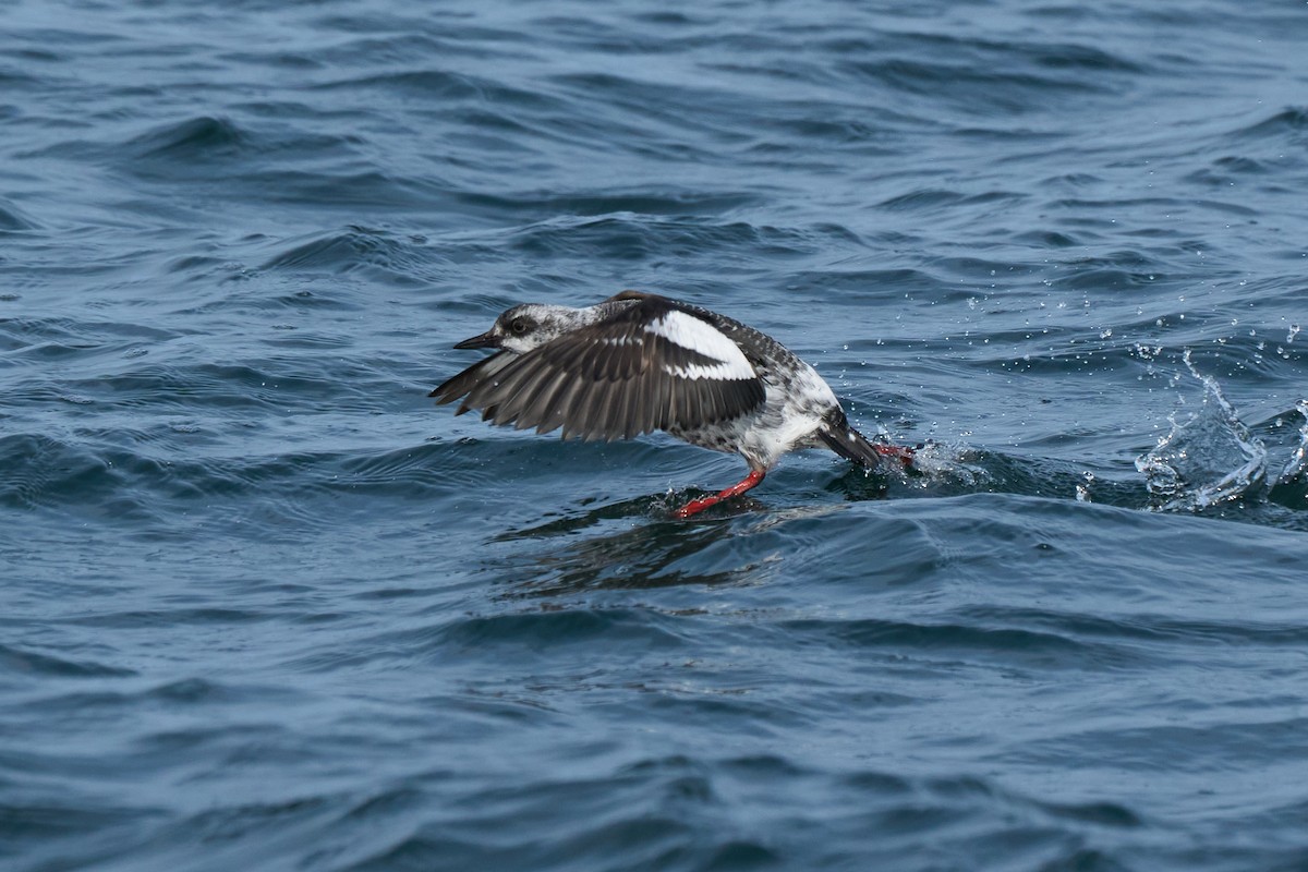 beringteist (snowi) - ML647883696