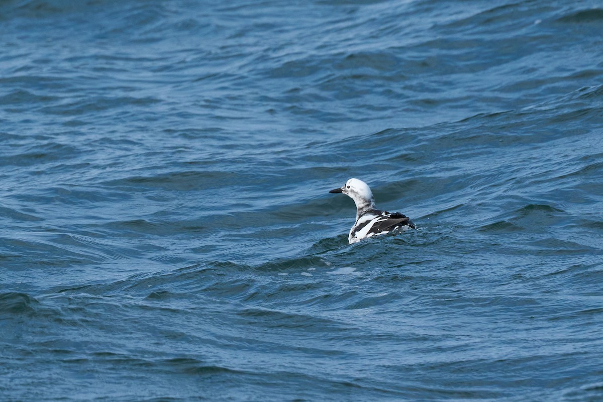 beringteist (snowi) - ML647883697