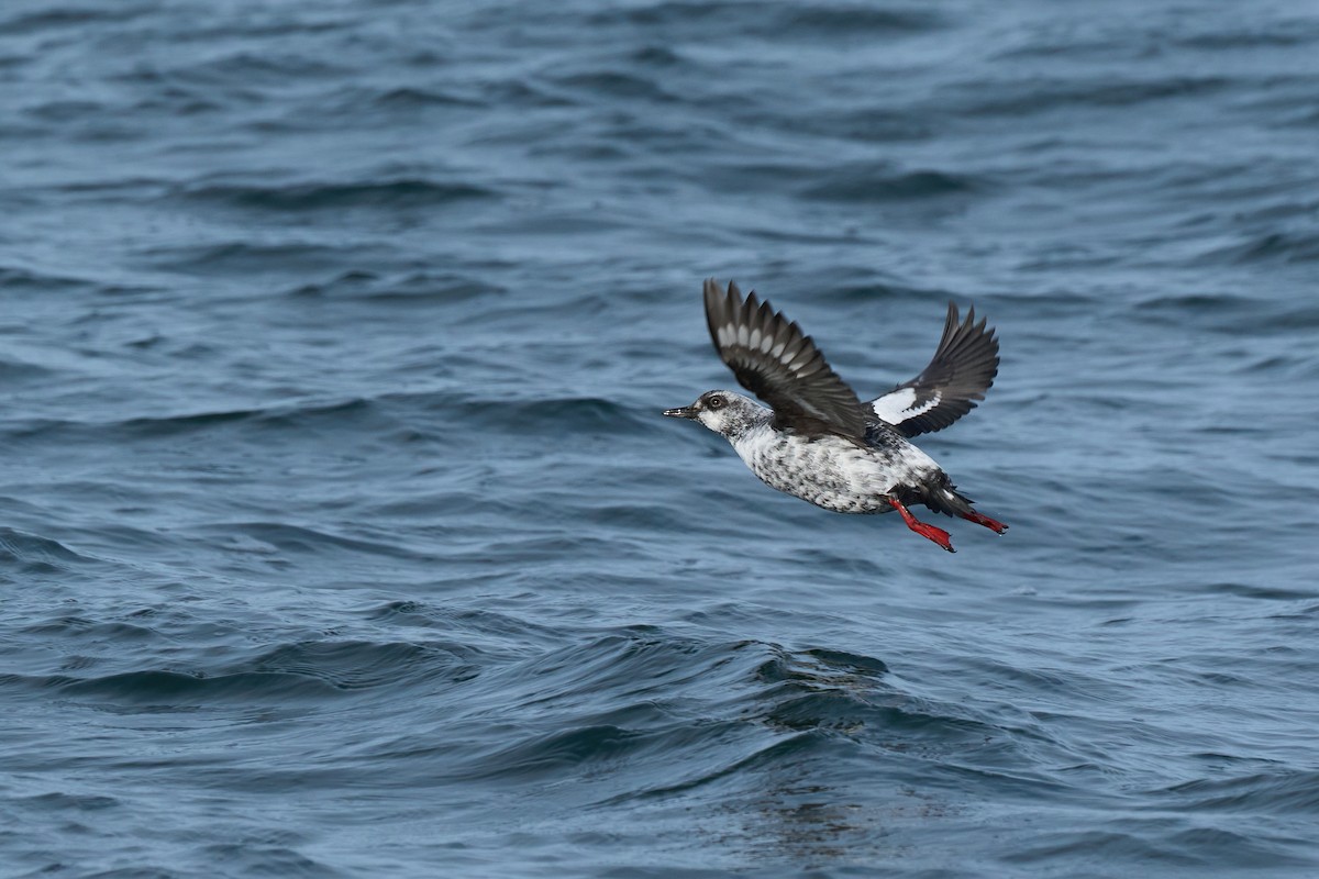 beringteist (snowi) - ML647883698