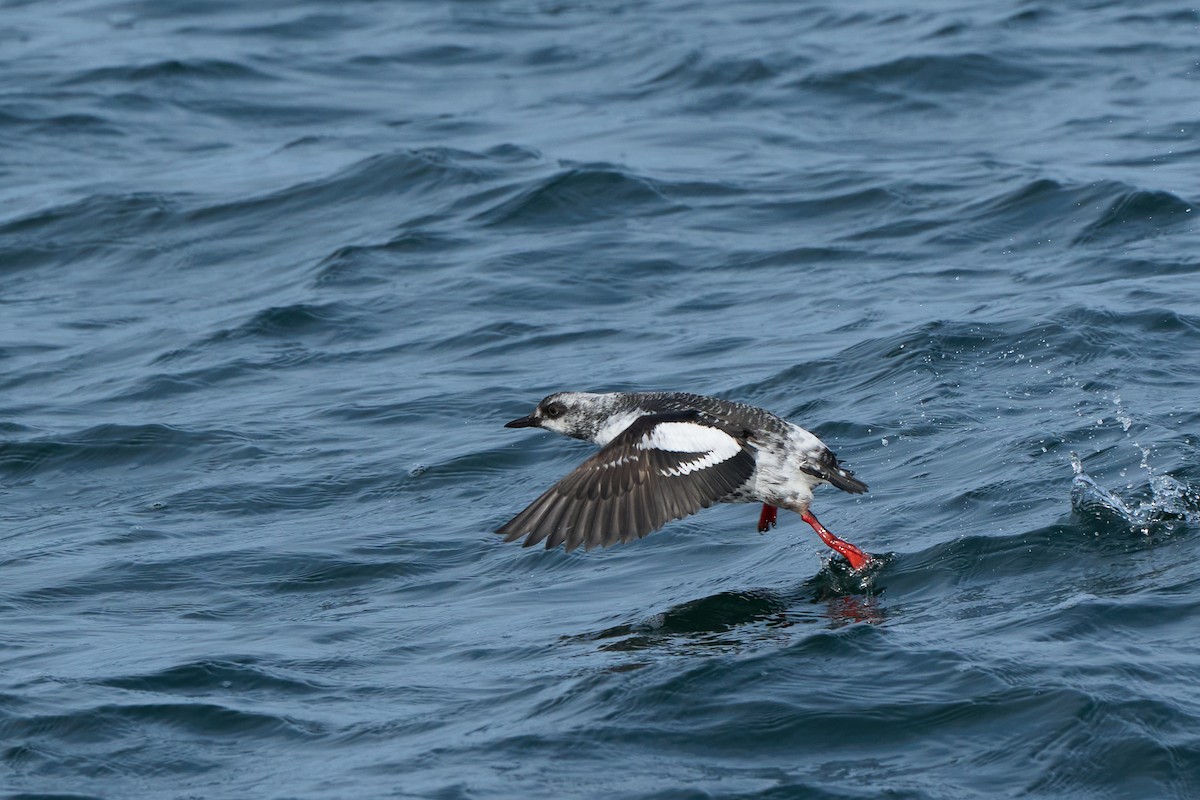 beringteist (snowi) - ML647883699