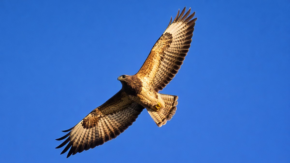 musvåk - ML647883705