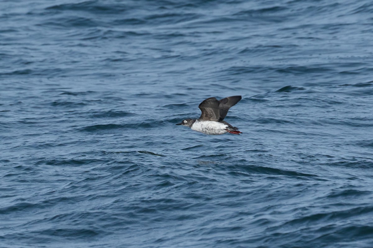 brilleteist - ML647883709