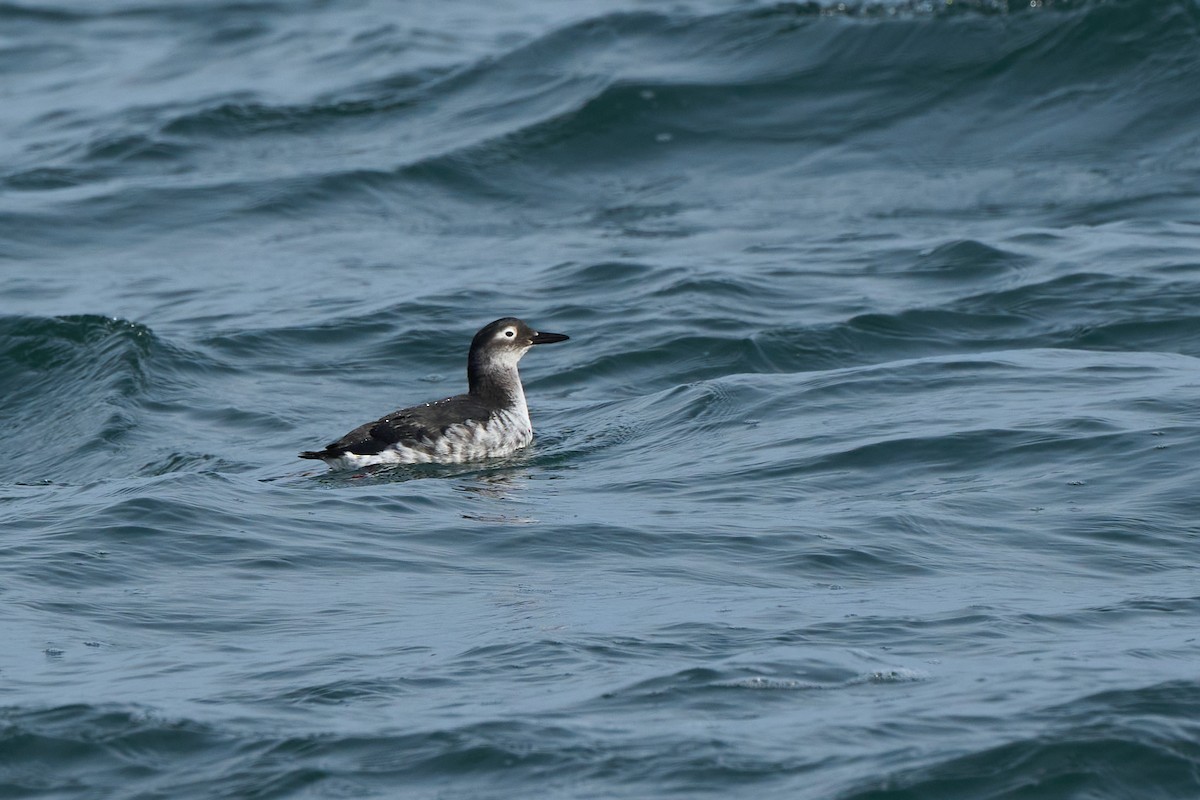 brilleteist - ML647883710