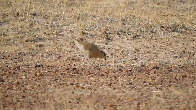 ørkenløper - ML647883711