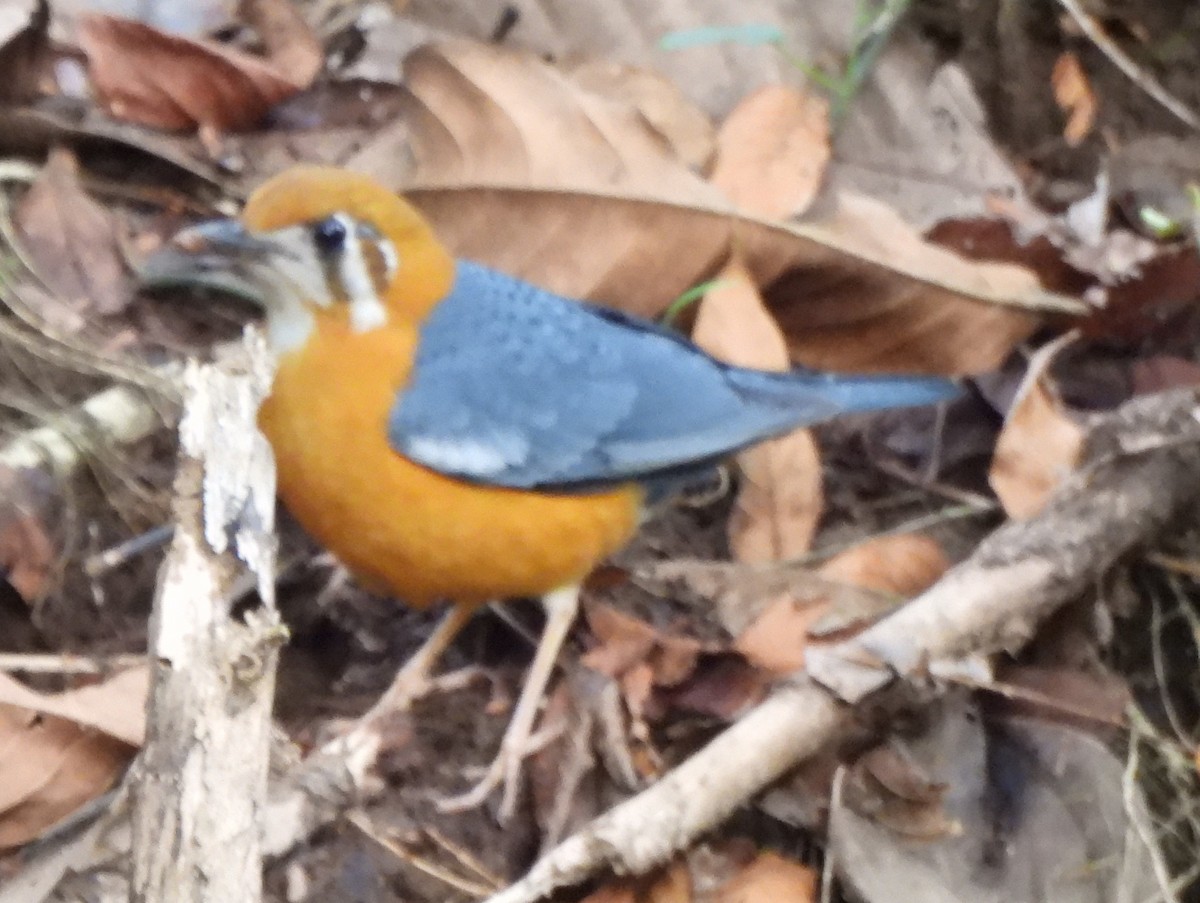 ravtrost - ML647883712