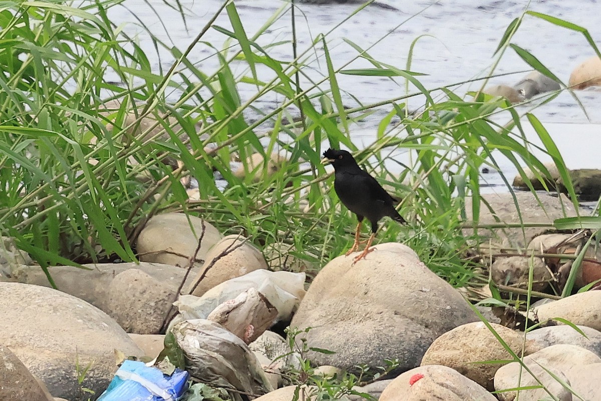 krøllstær - ML647883713