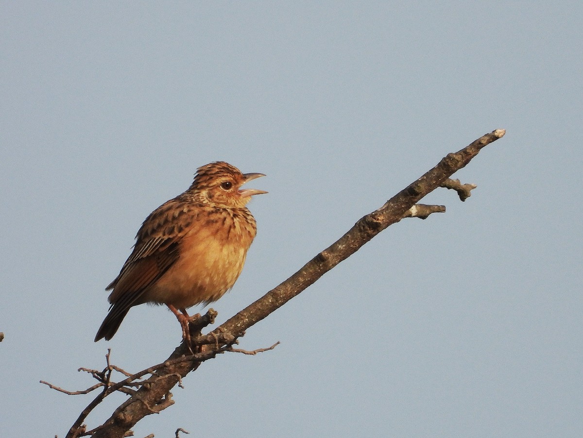 ghatslerke - ML647883715