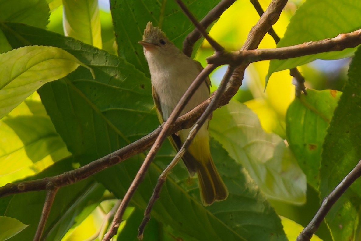 grønntoppyuhina - ML647883716