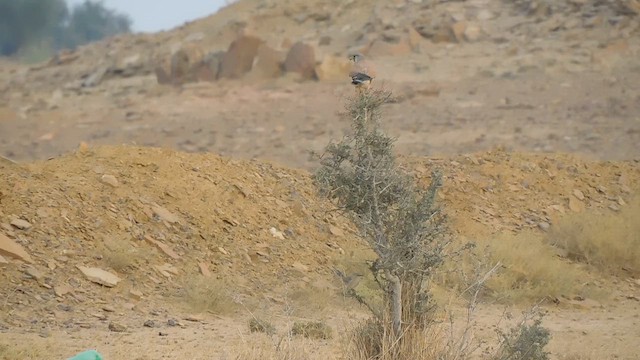 tårnfalk - ML647883717