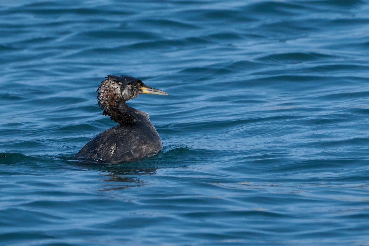 gråstrupedykker - ML647883718