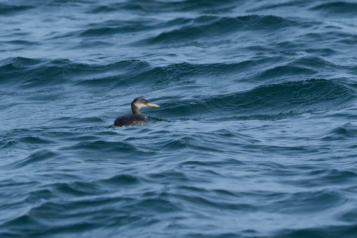 gråstrupedykker - ML647883719