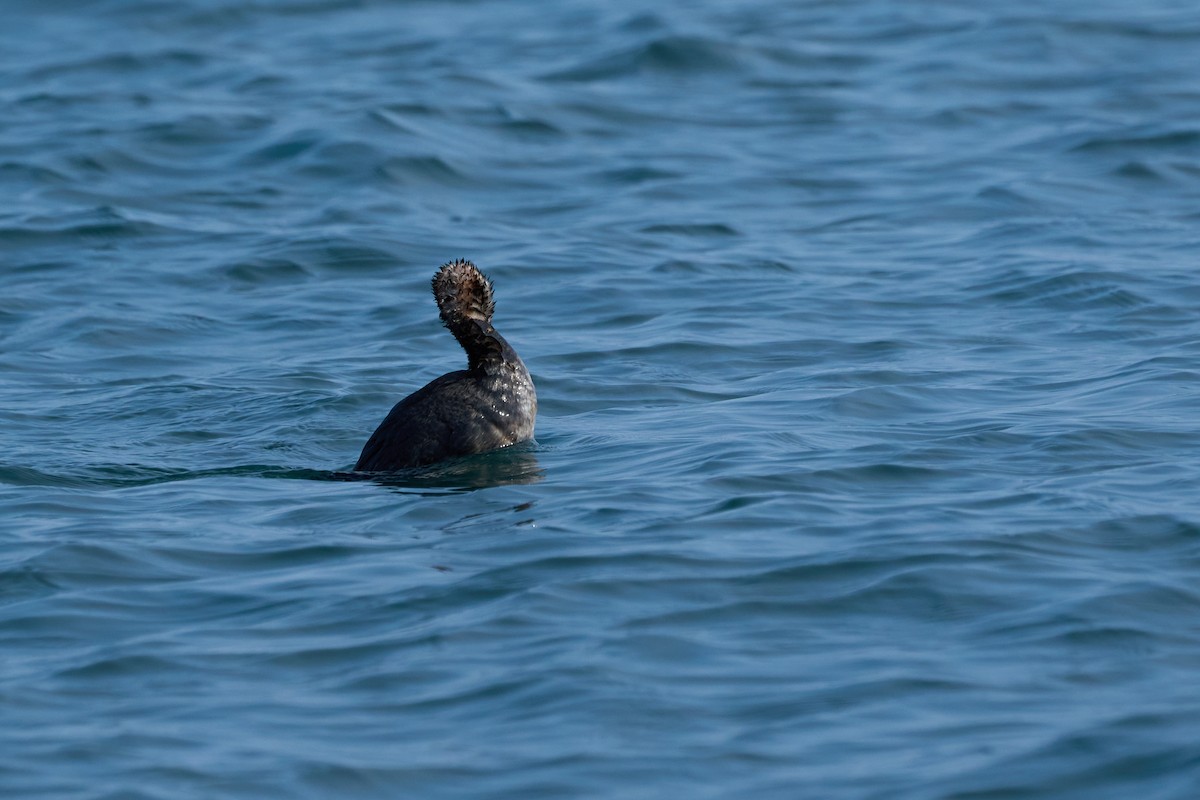 gråstrupedykker - ML647883720