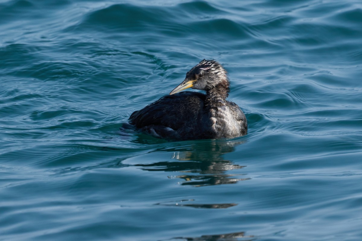 gråstrupedykker - ML647883721