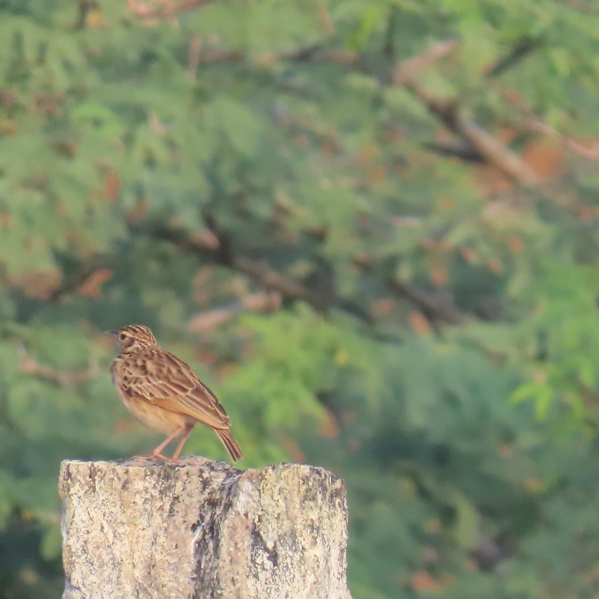 orientpiplerke - ML647883722