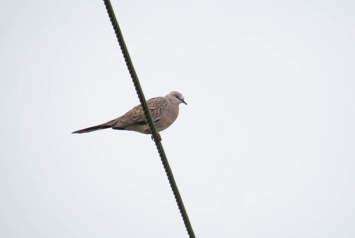 perlekragedue - ML647883723