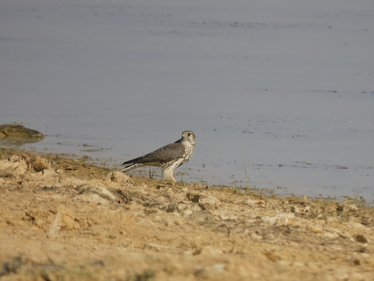 dvergfalk - ML647883725