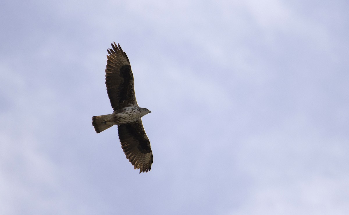 haukørn - ML647883726