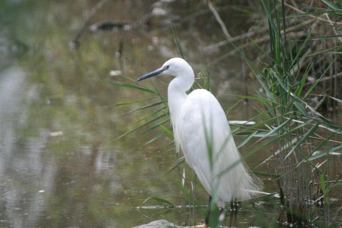 silkehegre - ML647883727