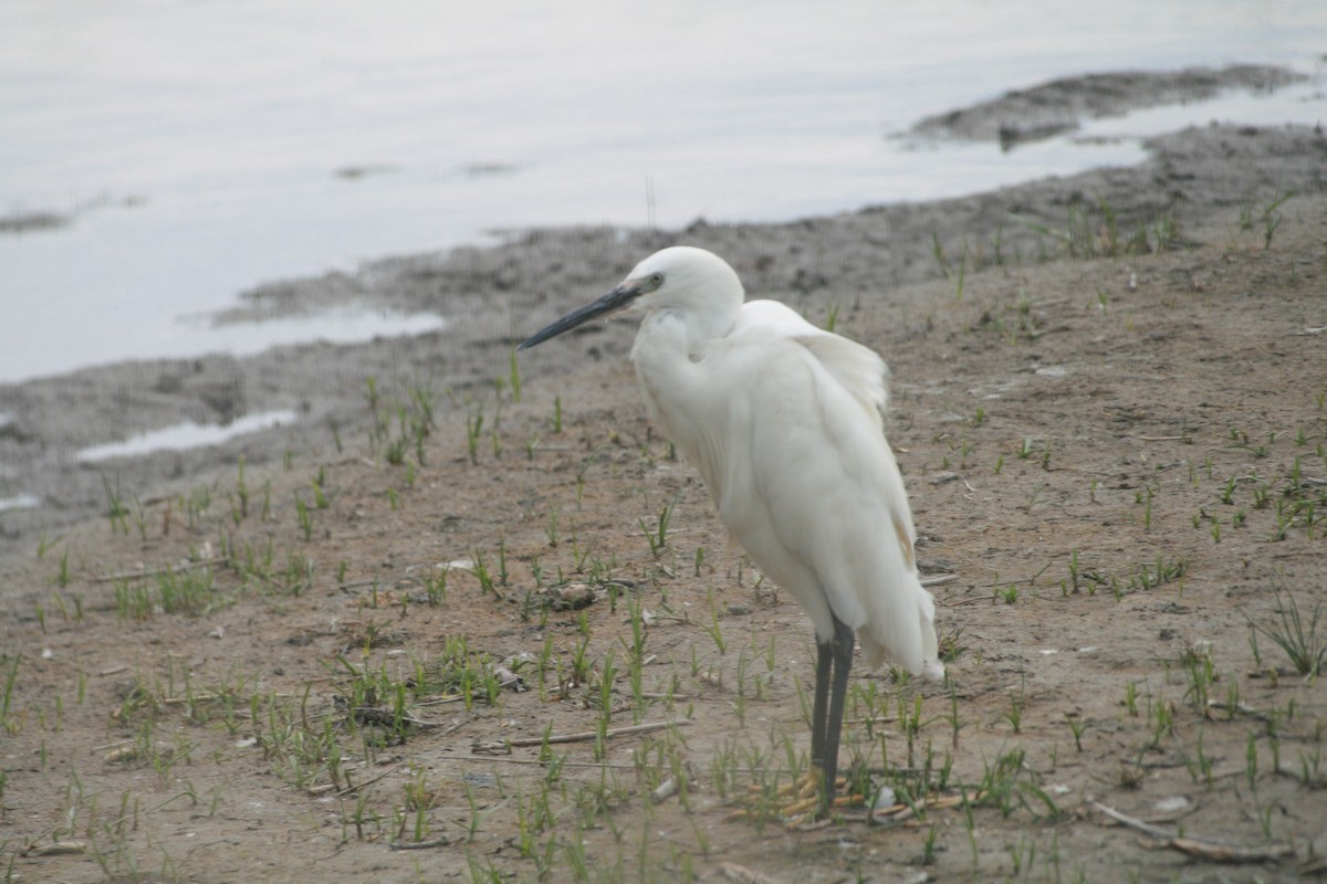 silkehegre - ML647883728