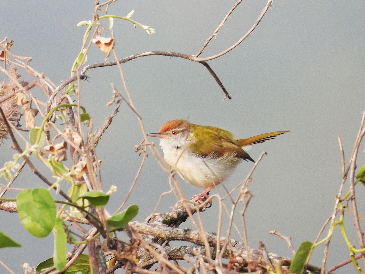 langstjertskredderfugl - ML647883729