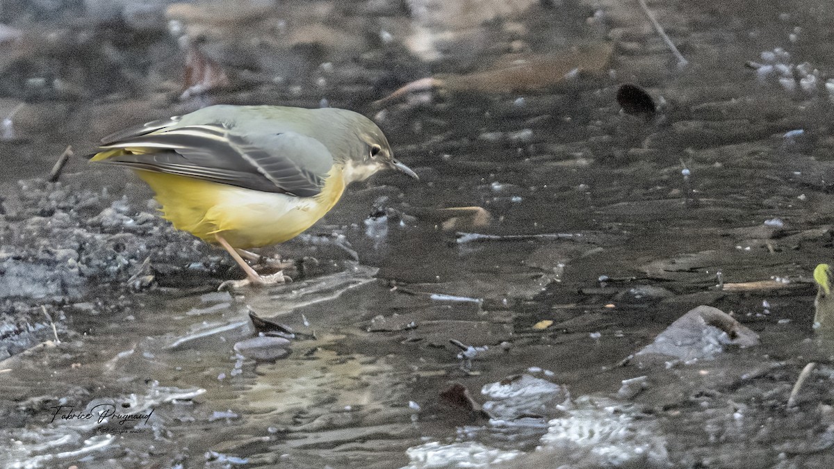 vintererle - ML647883730