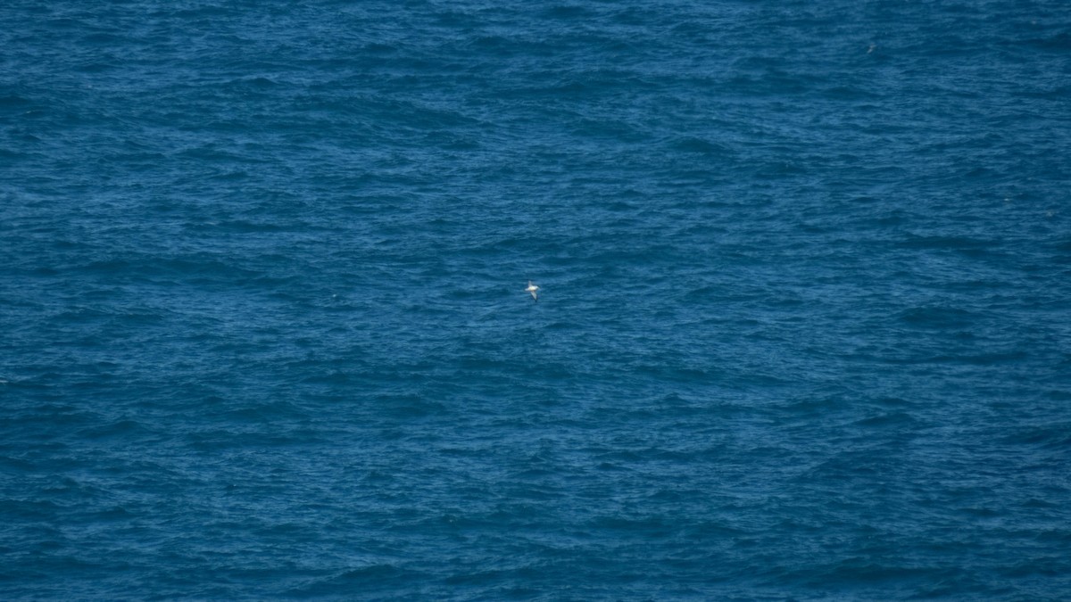 albatros snarský - ML647883743