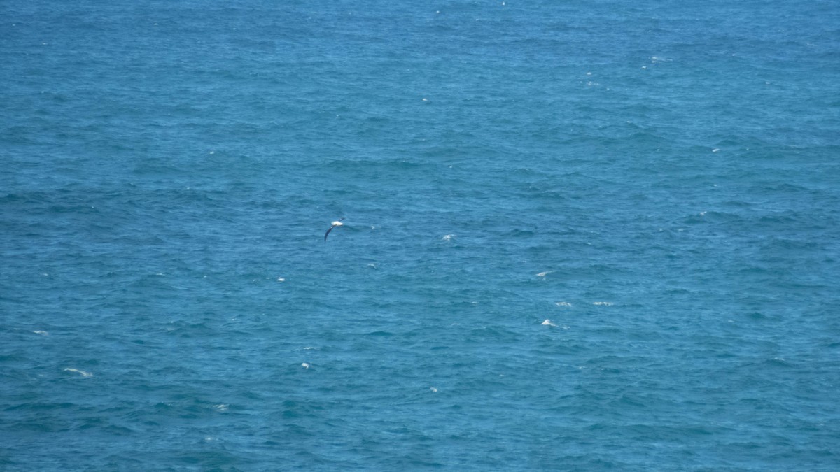 albatros Sanfordův - ML647883746