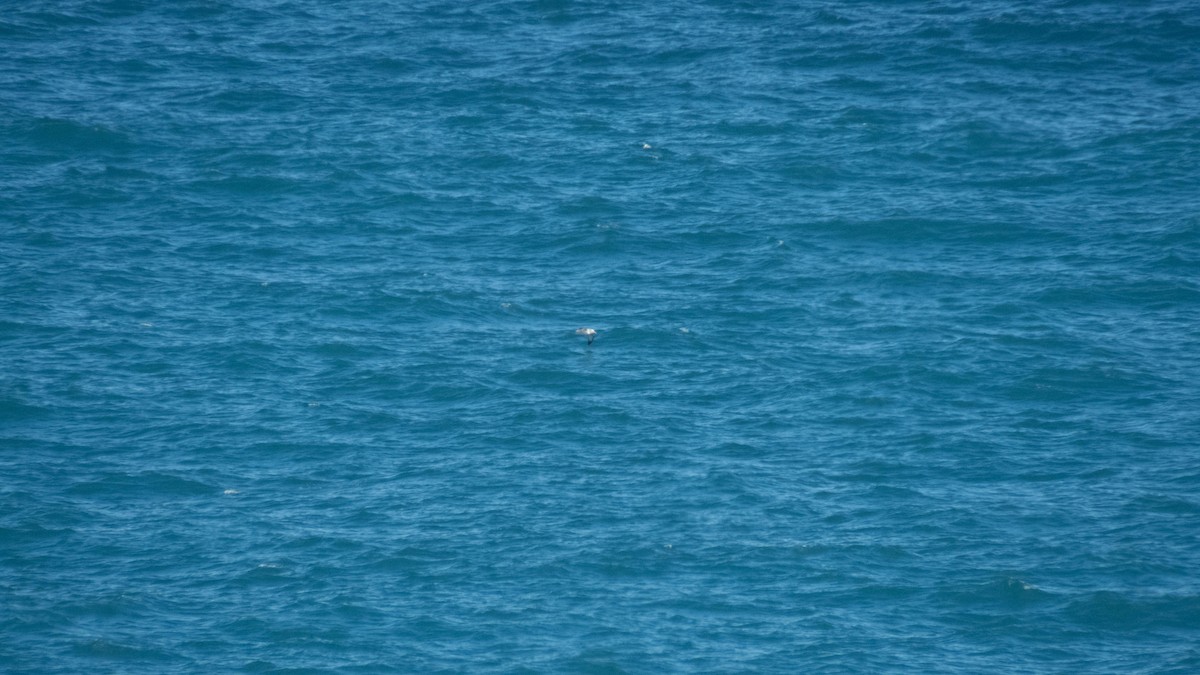 albatros snarský - ML647883748