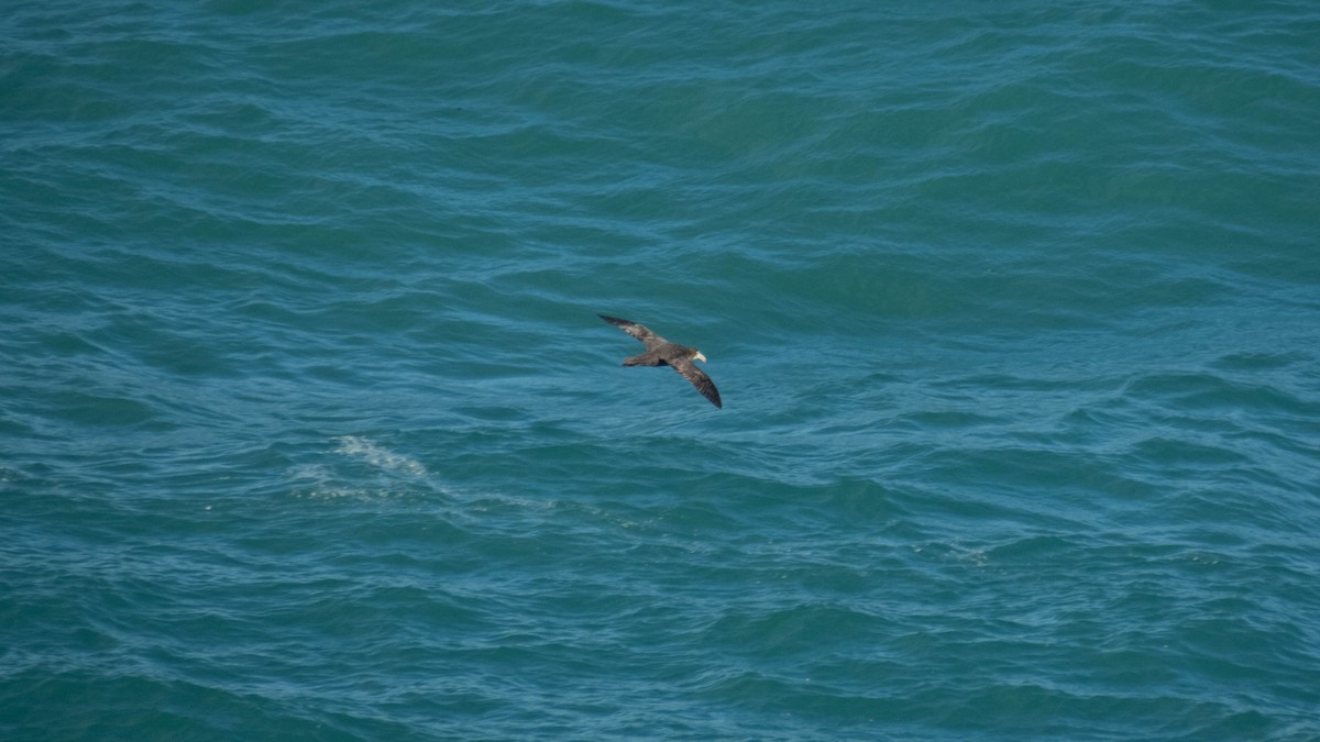 buřňák Hallův - ML647883752